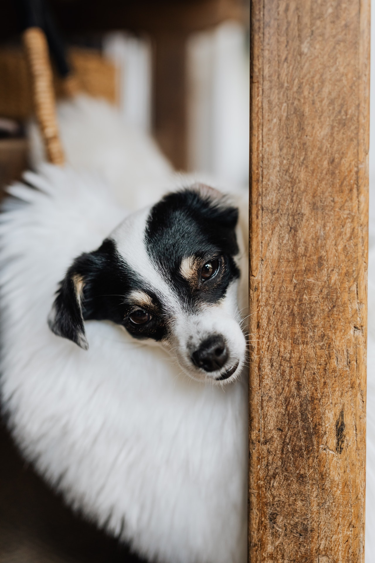 Cachorro se esfregando na parede, o que pode ser?